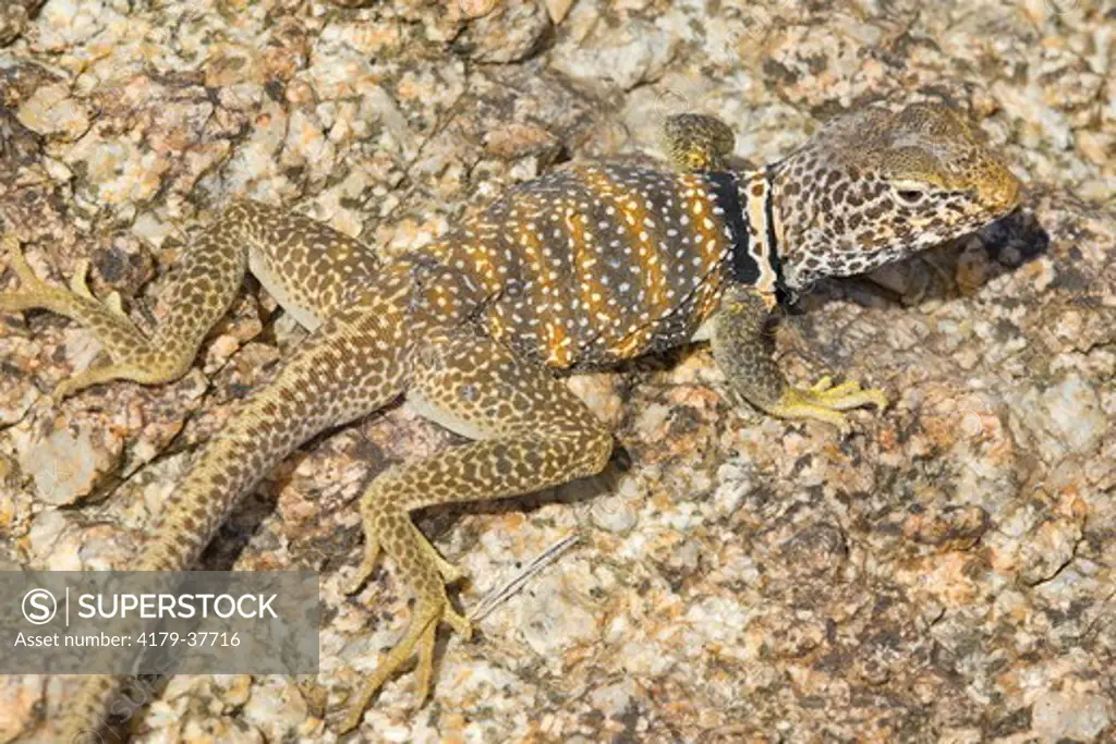 Great Basin Collared Lizard (Crotaphytus bicinctores), male, Joshua Tree National Park, San Bernardino County, California, USA