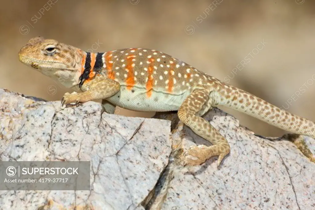 Great Basin Collared Lizard (Crotaphytus bicinctores), female, breeding season colors), Joshua Tree National Park, San Bernardino County, California, USA