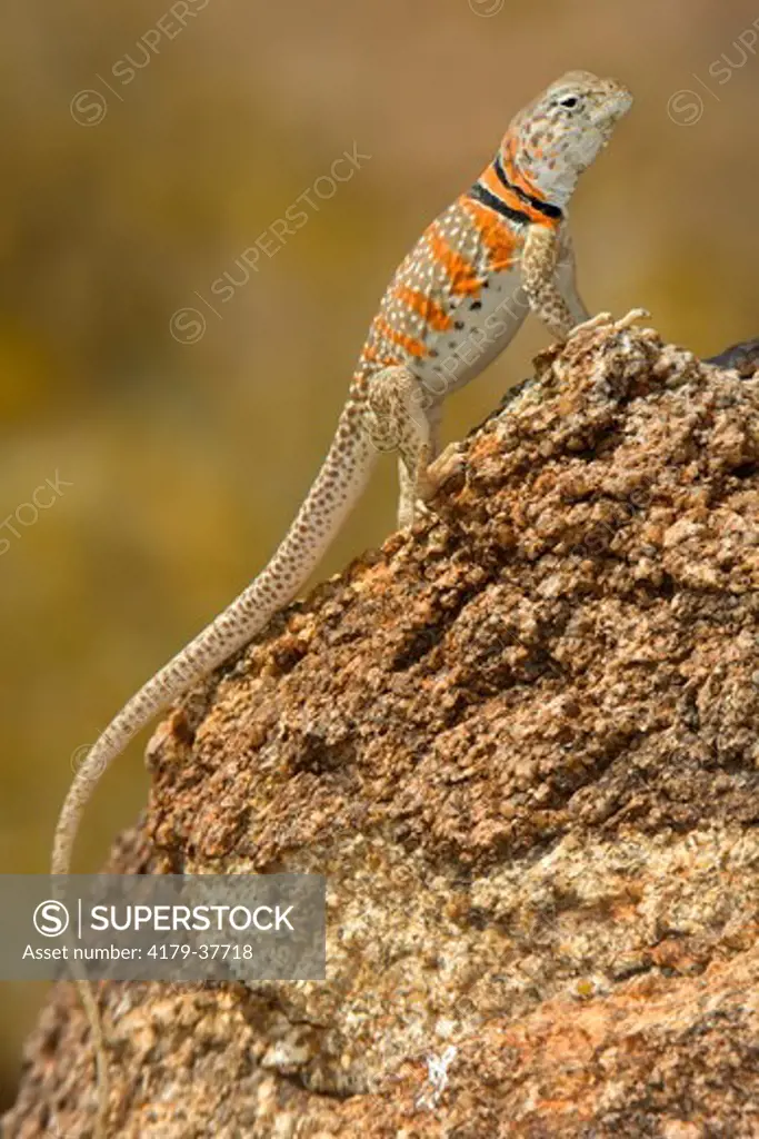 Great Basin Collared Lizard (Crotaphytus bicinctores), female, breeding season colors, Joshua Tree National Park, San Bernardino County, California, USA