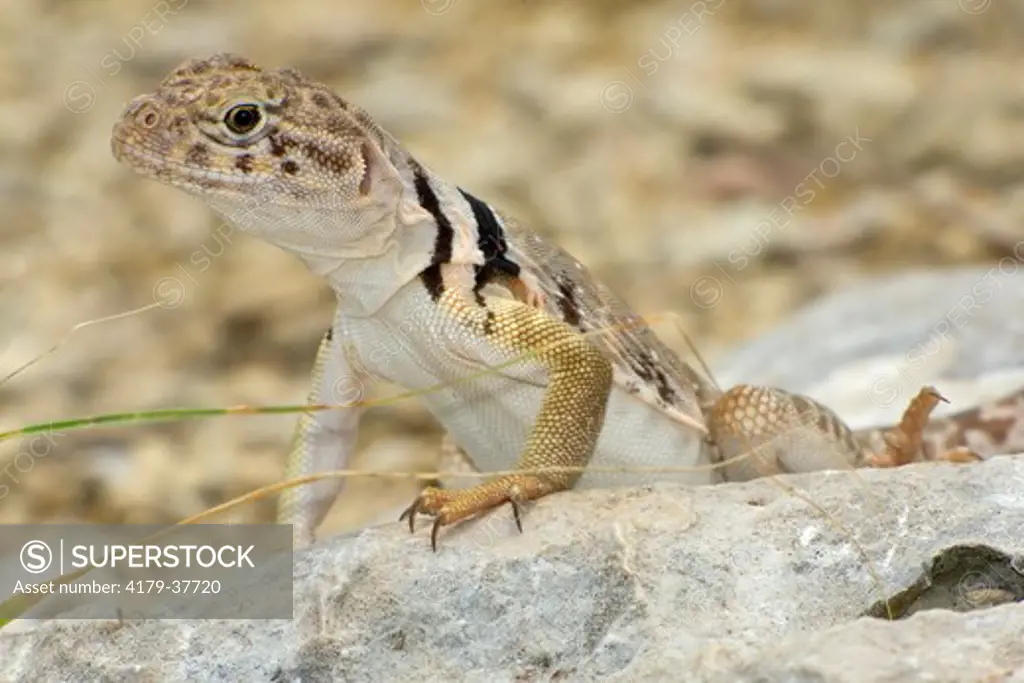 Female Eastern Collared Lizard (Crotaphytus collaris), Konza Prairie, Riley County, Kansas, USA