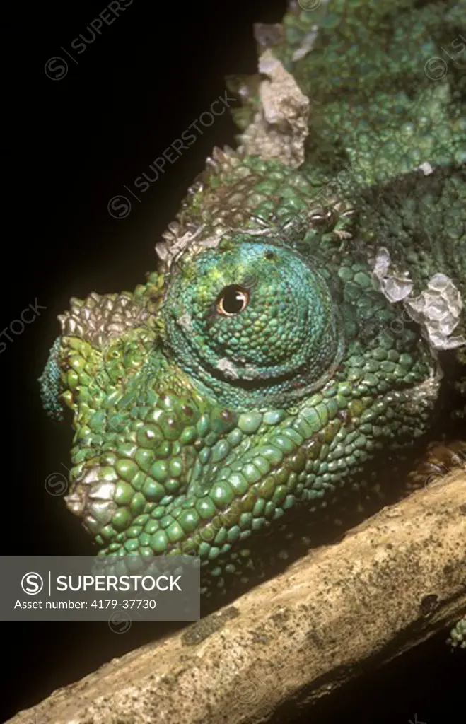 Chameleon (unidentified sp.) head portrait, local garden, Nairobi, Kenya