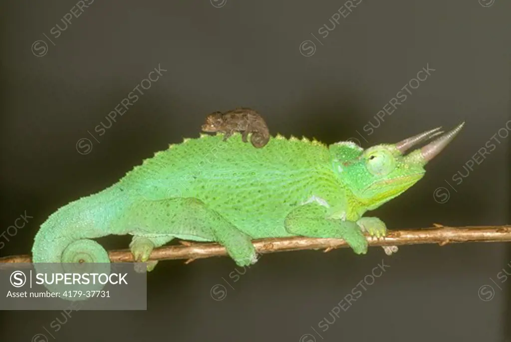 Jackson's Chameleon Newborn (Chamaeleo jacksonii) on back of male, NOT parental care