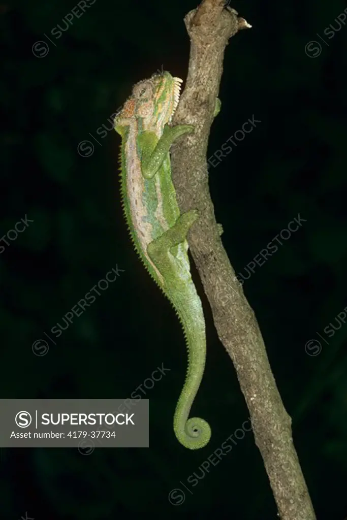 Cape Dwarf Chameleon (Bradypodion pumilum) Cape Town, South Africa