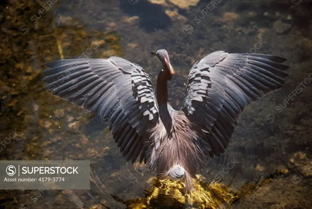 Tricolored Heron (Egretta tricolor) Everglades National Park