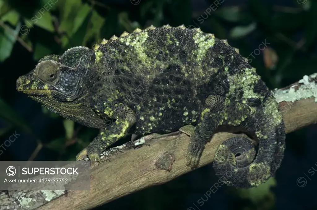 Jackson's Chameleon (Chamaeleo jacksonii) Female, Threat Colors, sexual dimorphism, male uses three horns on snout to joust with rivals, female has single nub on snout, East Africa & introduced population in Hawaii