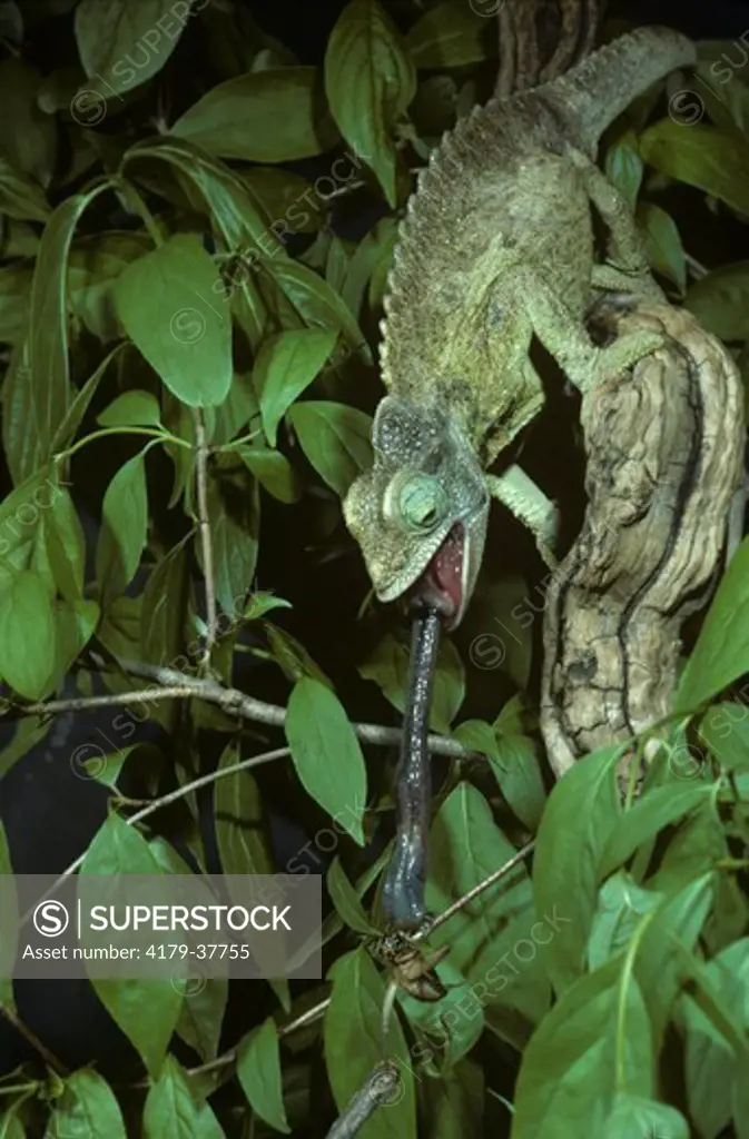 Jackson's Chameleon w/prey (Chameleo jacksoni) E. Africa, intro. to Hawaii