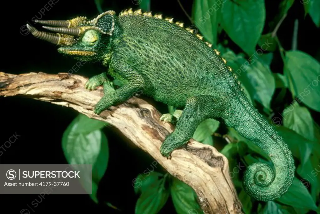Male Jackson's Chameleon (Chamaeleo jacksonii) East Africa