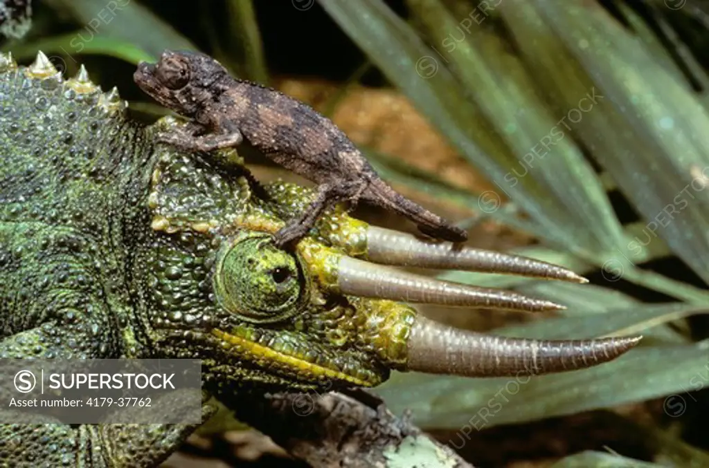 Male Jackson's Chameleon  (Chamaeleo jacksoni)  w/ Newborn on Head, East Africa