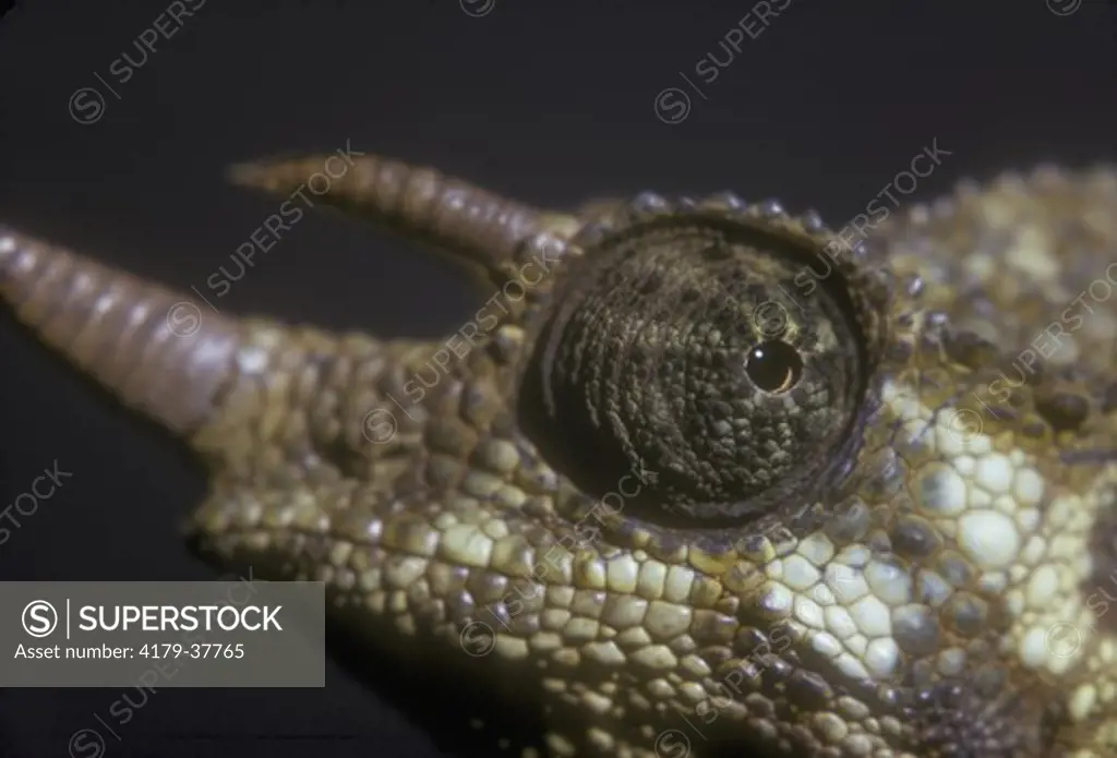 Jackson's Chameleon Close up of eye (Chameleo jacksonii)