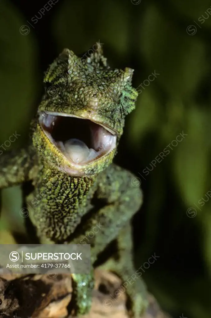 Female Jackson's Chameleon Threatening - African (Chameleo jacksoni)