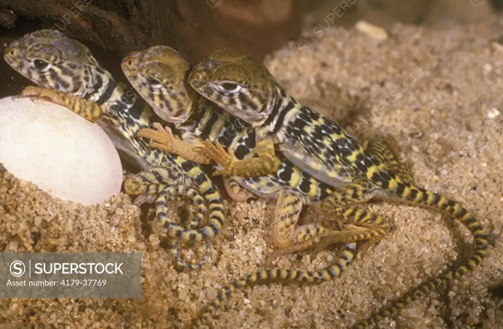 Three Newly Hatched Collared Lizards & unhatched Egg (Crotaphytus collaris)SW USA
