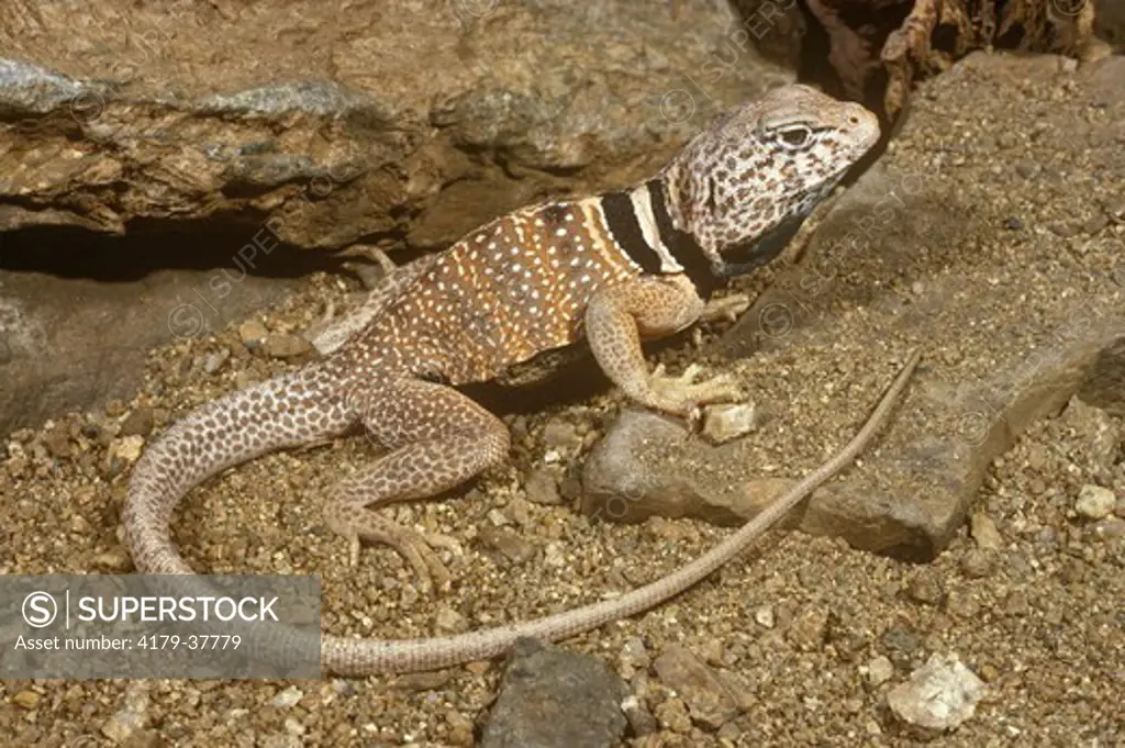 Collared Lizard (Crotaphytus collaris) brown phase