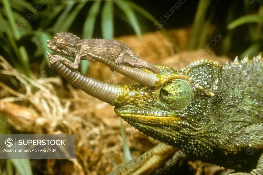 Male Jackson's Chameleon w/ newborn young sitting on horns - East Africa