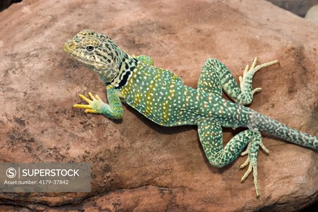 Collared lizard (Crotaphytis collaris) on rock Midwest US (controlled conditions) Maresa Pryor