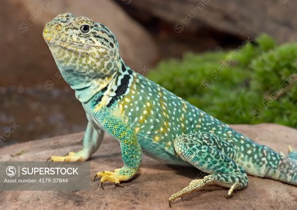 Collared lizard (Crotaphytis collaris) on rock Midwest US (controlled conditions) Maresa Pryor
