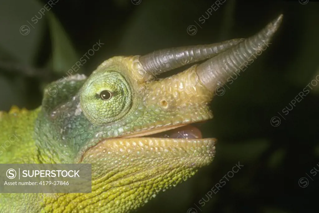 Jackson's Chameleon - male (Chamaeleo jacksoni) Madagascar - captive