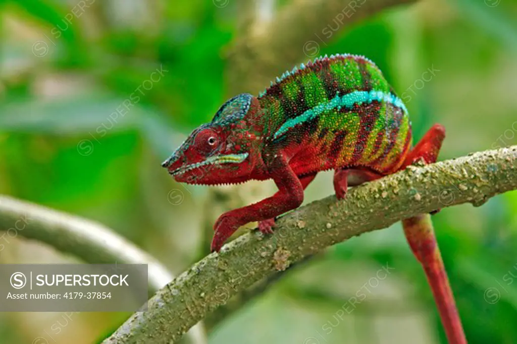 Panther Chameleon (Furcifer pardalis), adult male in Tree, Madagascar