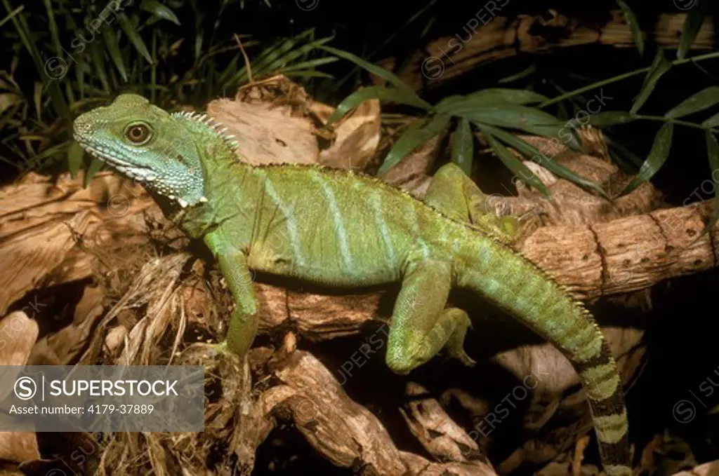 Common Green Water Dragon aka Asian, Malayan, male, (Physignathus cocincinus), S.E. Asia and Indo-Australian archipelago