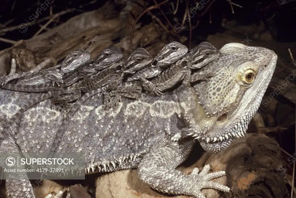 Bearded Dragon & young, (Pagona vitticeps), size comparison, Australia
