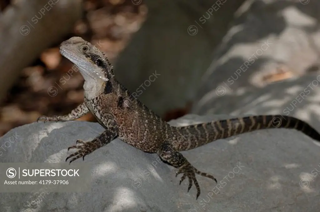 Eastern Water Dragon, southern form (Physignathus lesueurii) Warming itself on rocks by pond, Sydney Chinese Gardens, NSW, Australia, Australia's most ancient dragon