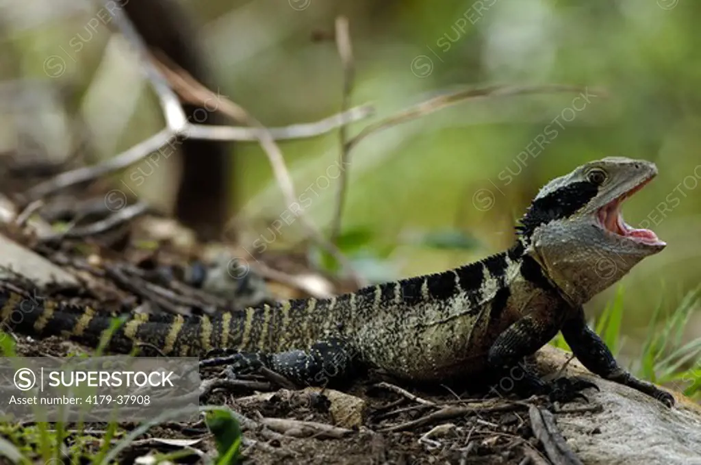 Eastern Water Dragon, southern form (Physignathus lesueurii) Shyly emerging from nearby burrow to warm up, Eucalyptus woodland, March, Lane Cove National Park, Sydney, NSW, Australia Note: Open mouth, tongue