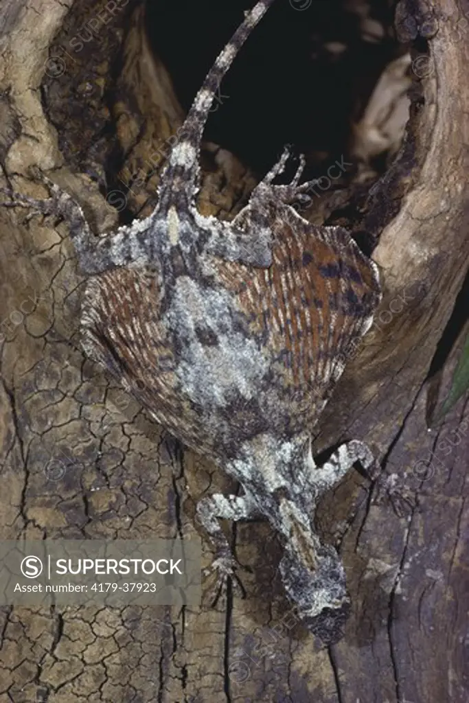 Malaysian Flying Dragon (Gliding Lizard) (Draco volans)   SE Asia