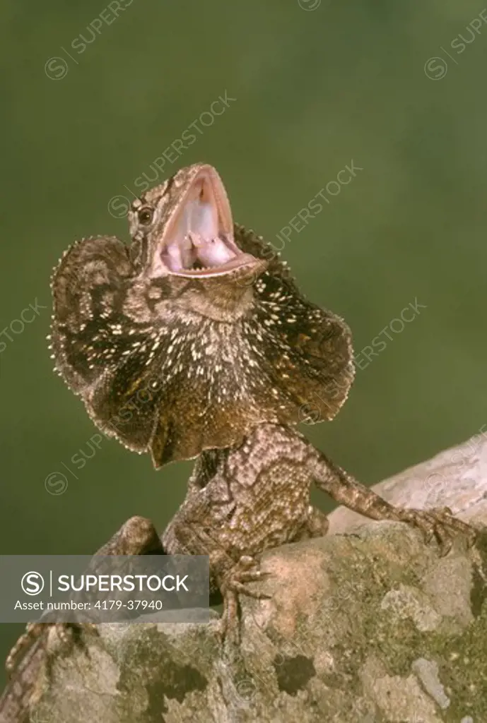 Frilled Lizard, Threat Display (Chlamydosaurus kingi), Australia, IC