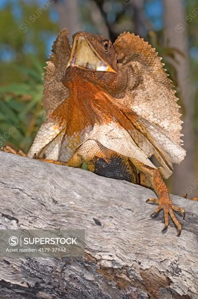 Frilled Lizard  (Chlamydosaurus kingii)  Threat display with frill expanded, Woodland, Garig Gunak Barlu National Park, Cobourg Peninsula, Northern Territory, Australia, August