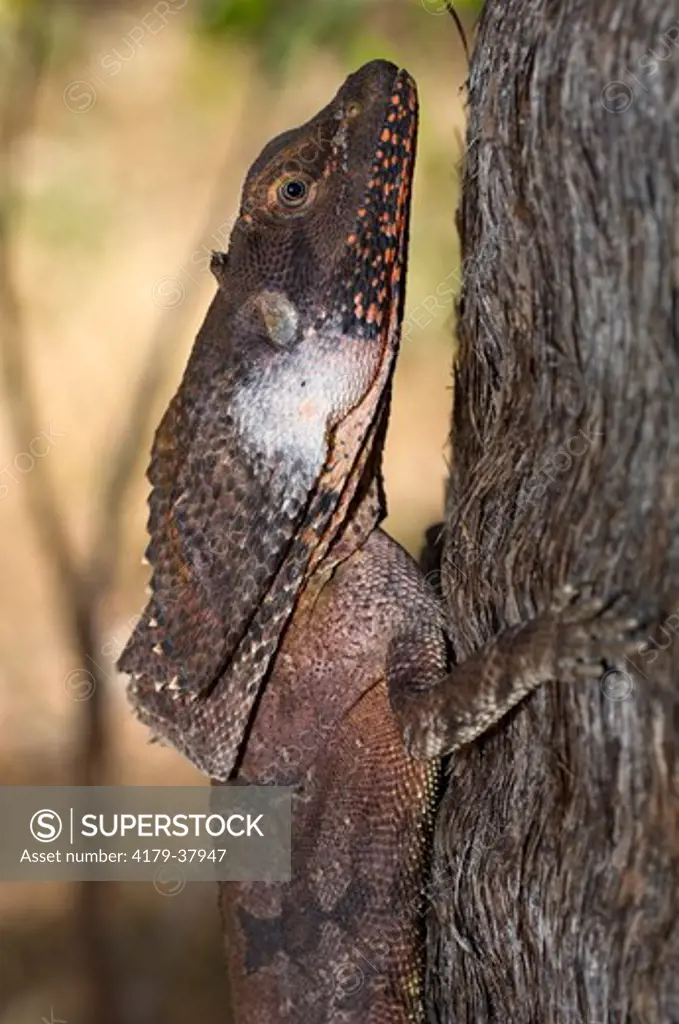 Frilled Lizard  (Chlamydosaurus kingii) Lizard on tree, Woodland, Mary River National Park (Proposed), Northern Territory, Australia, August