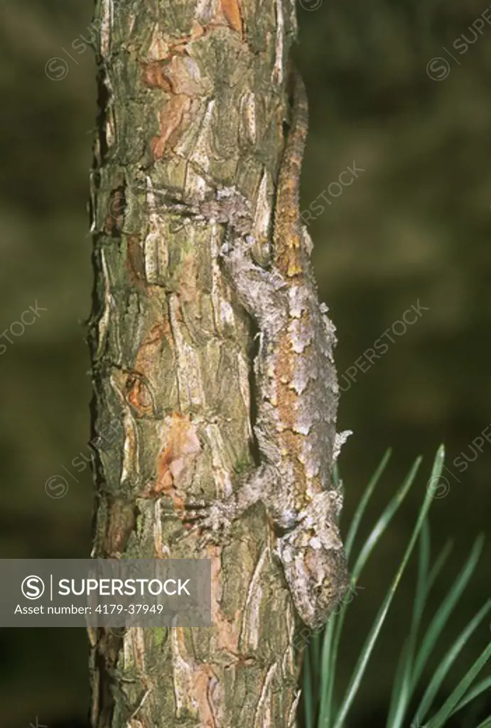 N. Fence Lizard (Sceloporus undulatus), f., camouflaged on Pitch Pine, Pine Barrens, NJ, New Jersey