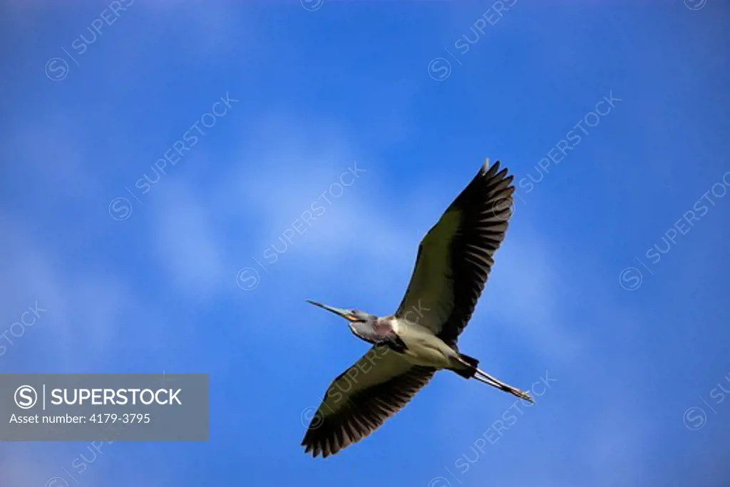 Tricolored Heron (Egretta tricolor) Florida, USA, adult flying with blue sky