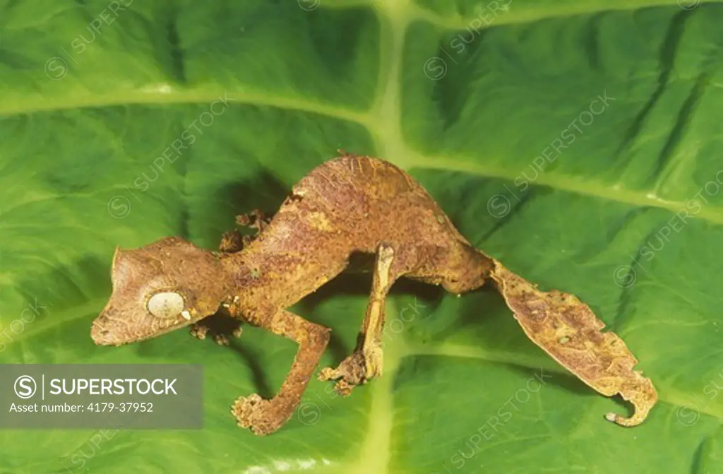 Leaf-tailed Gecko (Uroplatus phantasticus), Madagascar