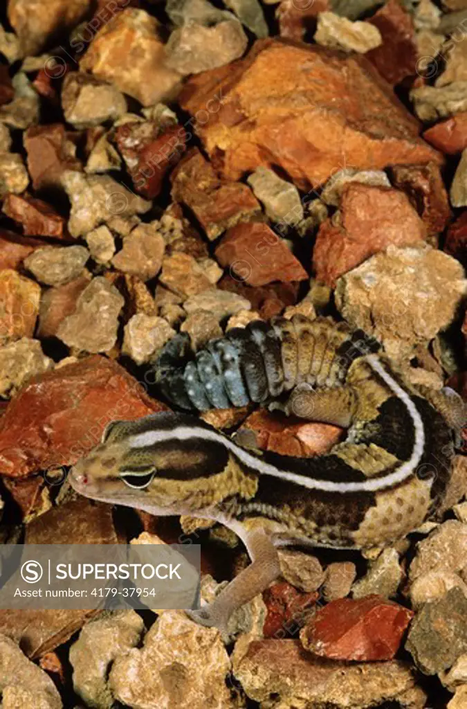 Fat-tailed Gecko (Hemitheconyx caudicinctus) West Africa - IC