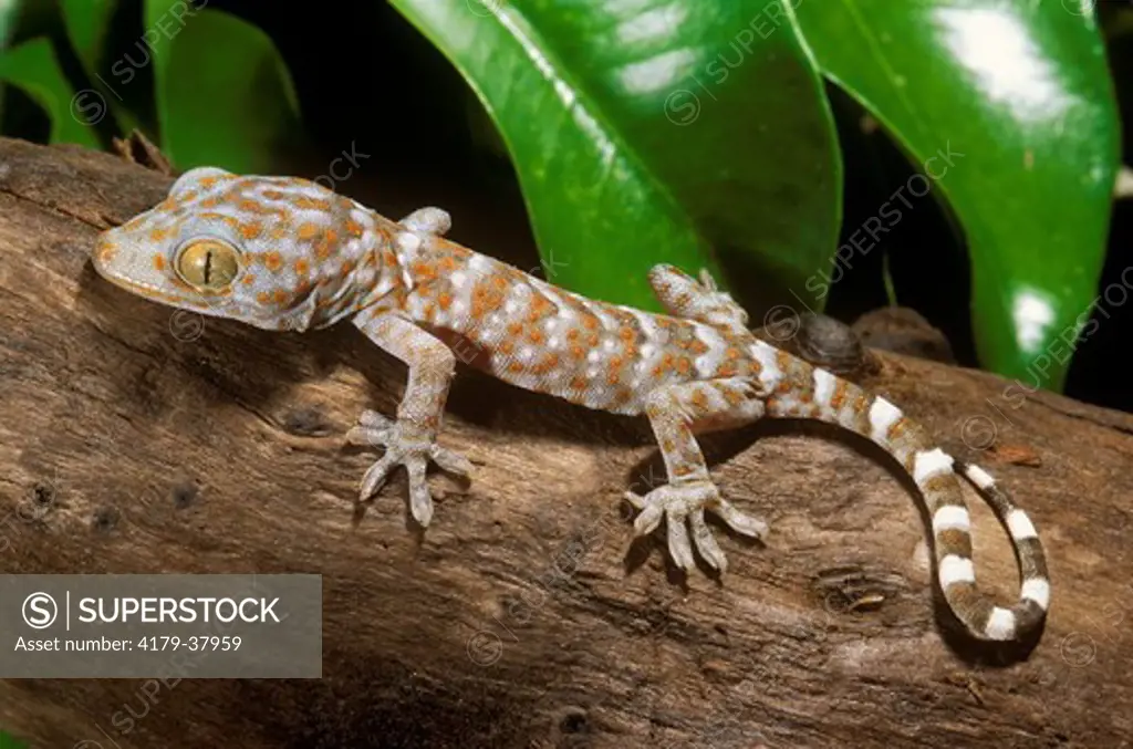 Tokay Barking Gecko (Gecko gecko) Southeast Asia