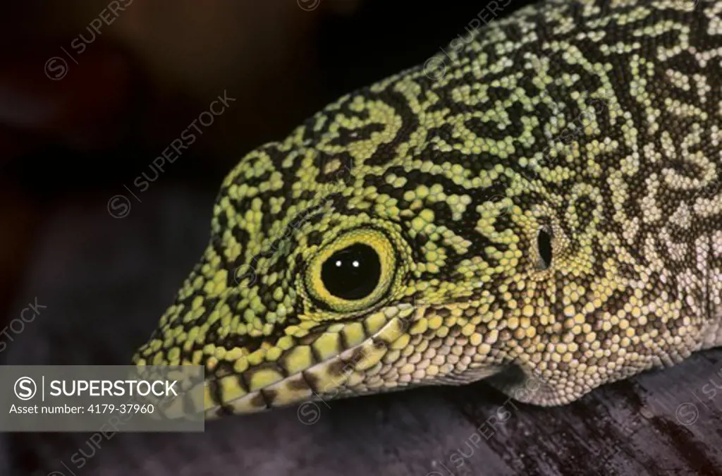 Standing's Day Gecko (Phelsuma standingi), Madagascar, IC