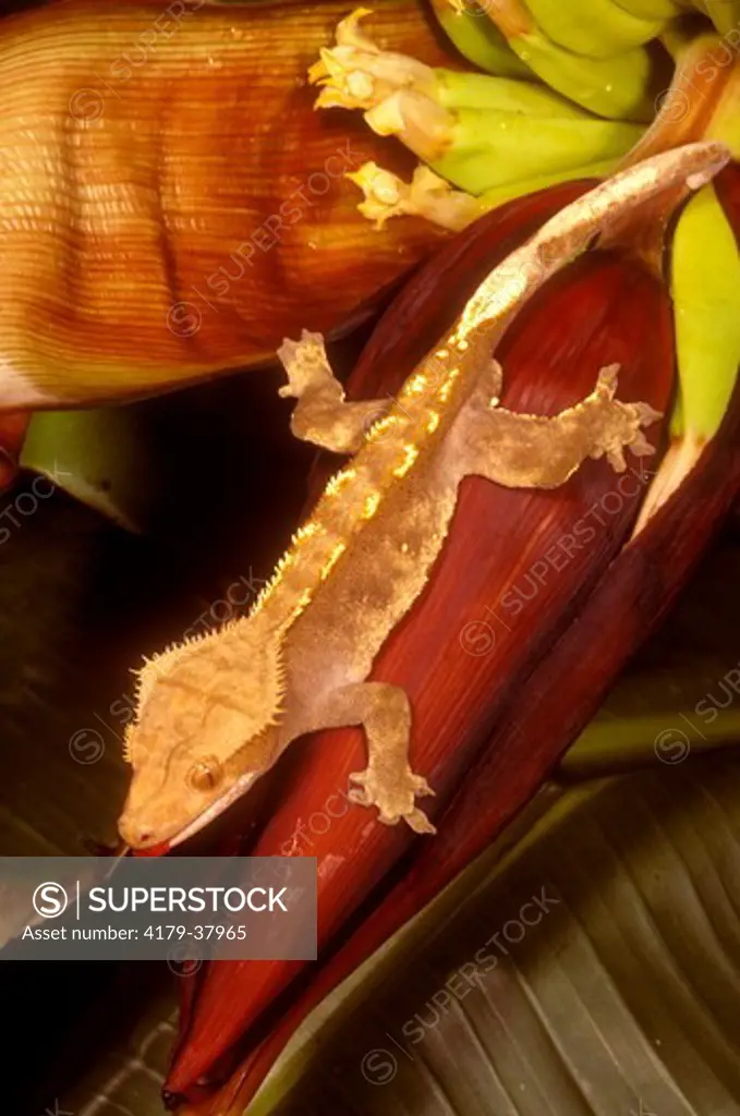 Crested Gecko (Rhacodactylus ciliatus), New Caledonia, IC