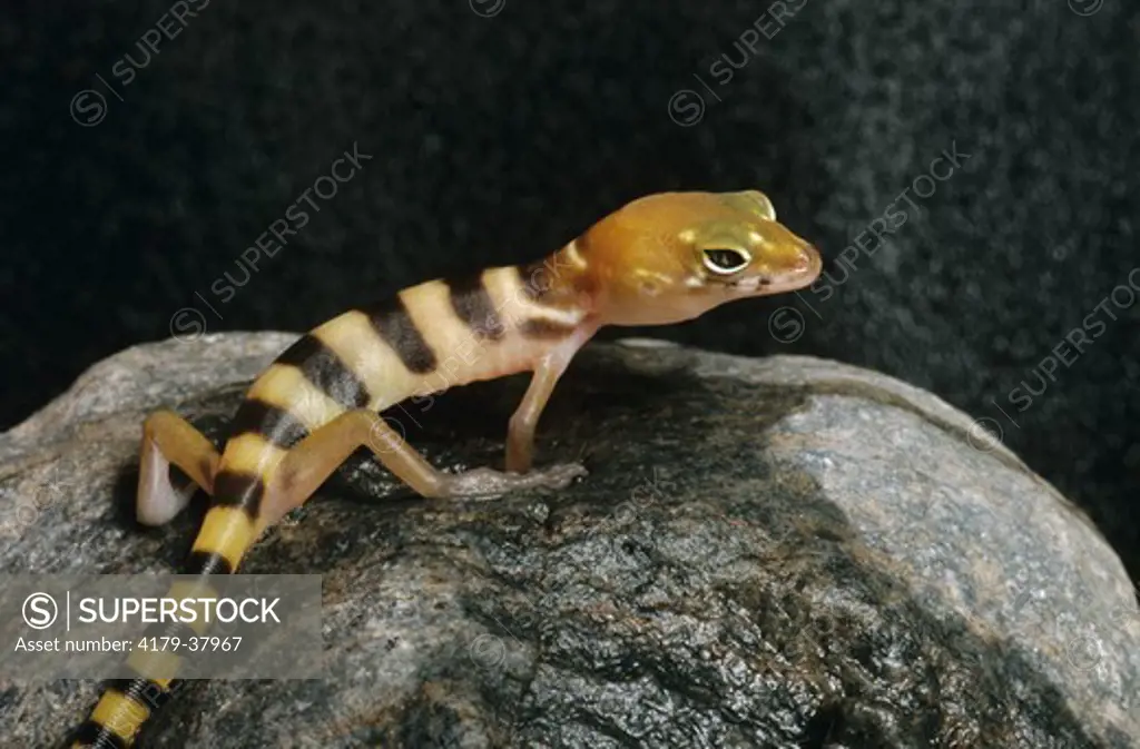Western Banded Gecko (Coleonyx Variegatus)