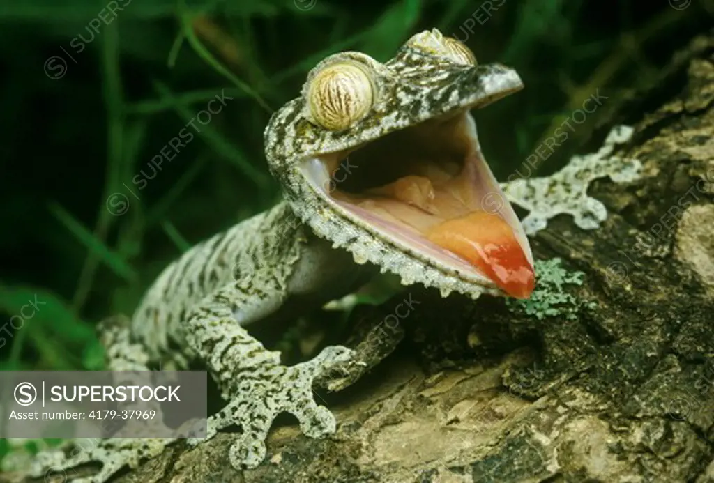Flat-Tailed Gecko (Uroplatus Fimbriatus) Madagascar