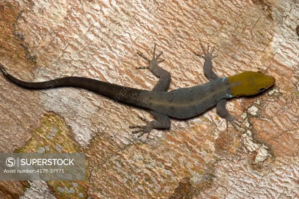 Gecko ( Gonatodes albogularis)  Quipos, Costa Rica