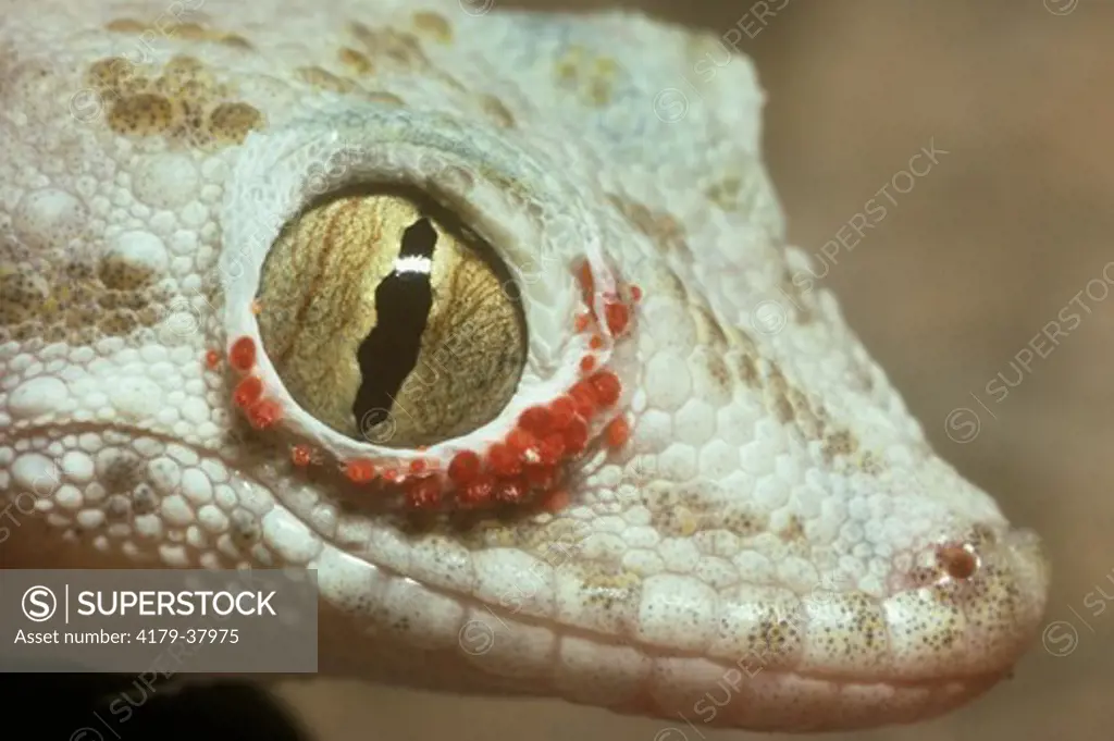Roughtail Gecko (Cyrtopodion scabrum) *Mites under Eye, Texas. infested