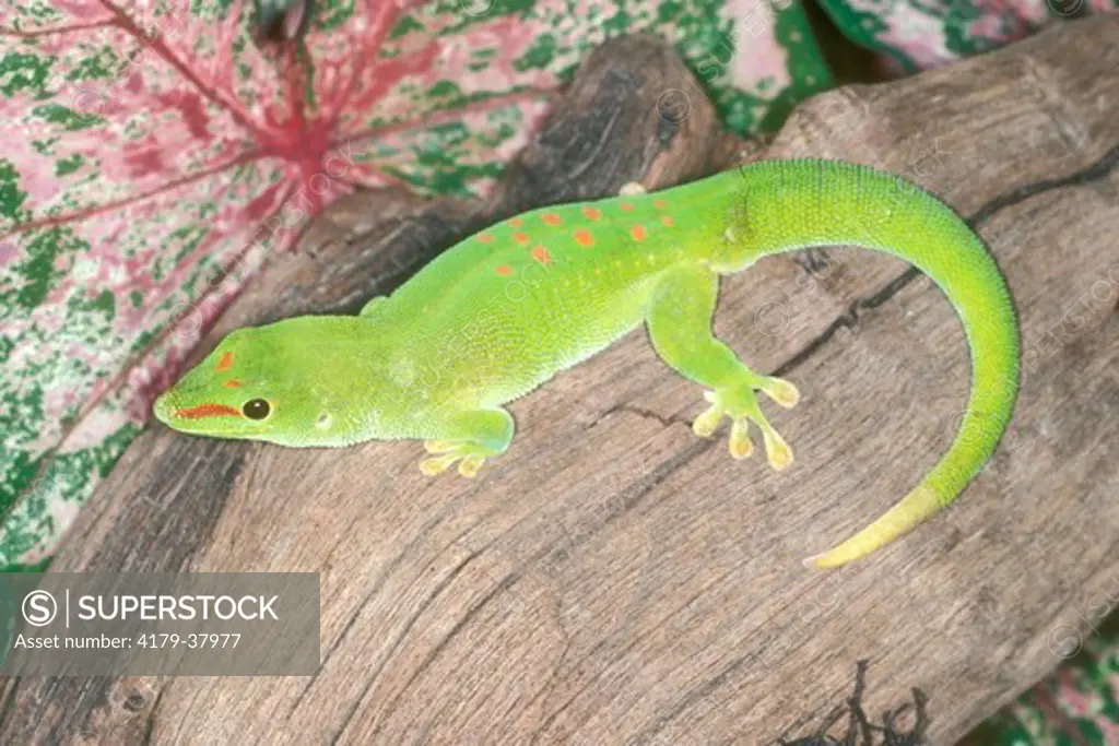 Madagascar Day Gecko (Phelsuma madagascariensis grandis)