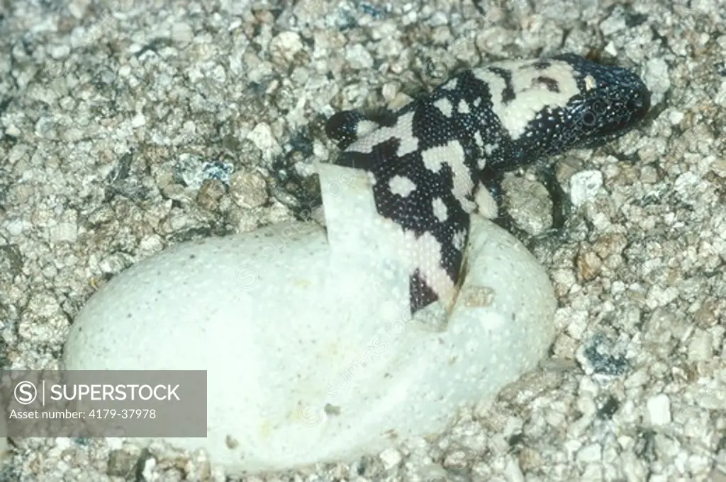 Gila Monster Hatching (Heloderma suspectum)