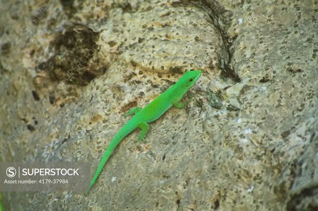 Green Gecko (Phelsuma sundbergi), Seychelle Islands
