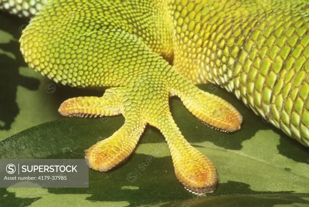 Giant Day Gecko (Phelsuma madagascariensis grandis) Madagascar