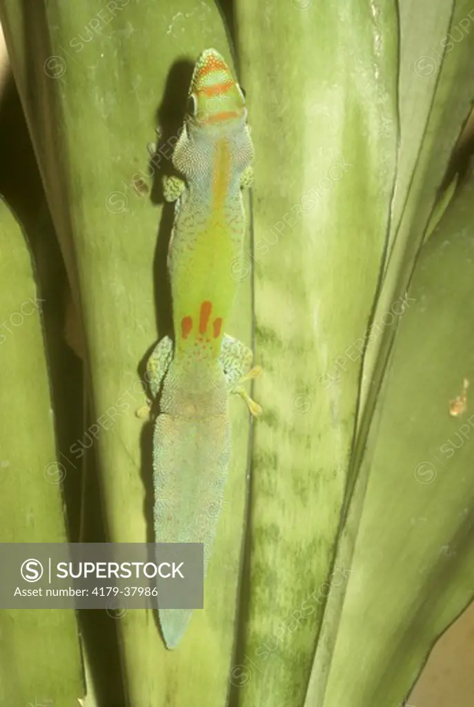 Flat-tailed Gecko (Phelsuma serraticauda) Madagascar