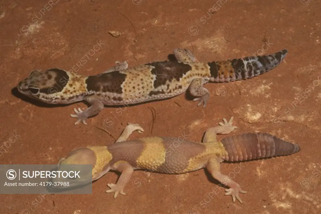 Fat-tailed Geckos, variation (Hemitheconyx caudicinctus), Africa