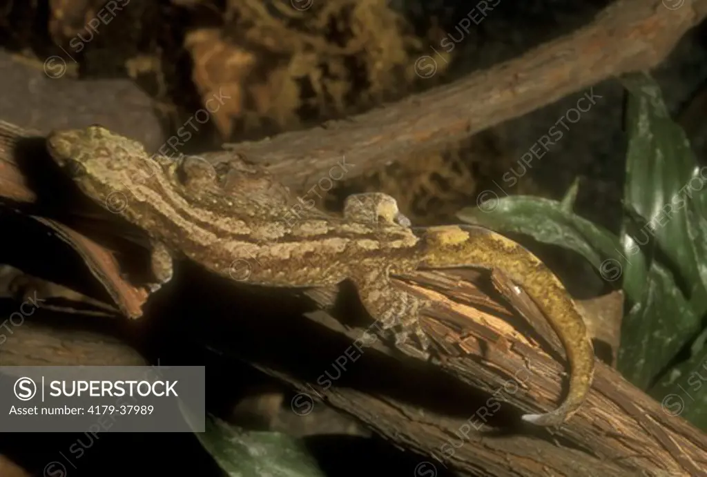 New Caledonia Bark Gecko (Bavayia sauvagii) New Caledonia