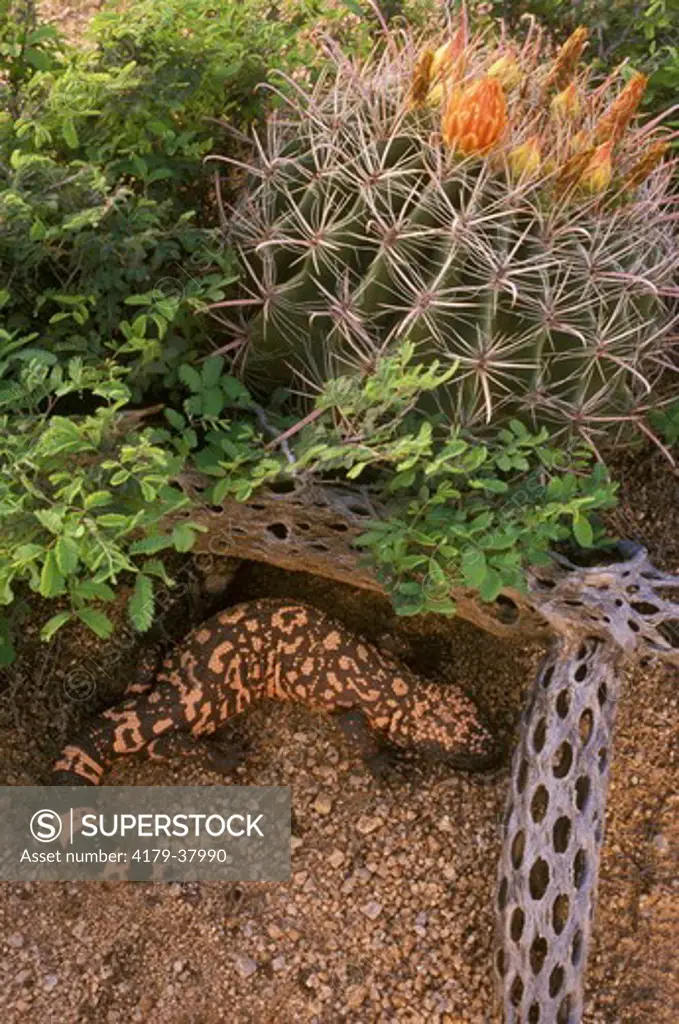 Gila Monster w/ Barrel Cactus (Heloderma suspectum) Sonoran Desert, AZ, Arizona