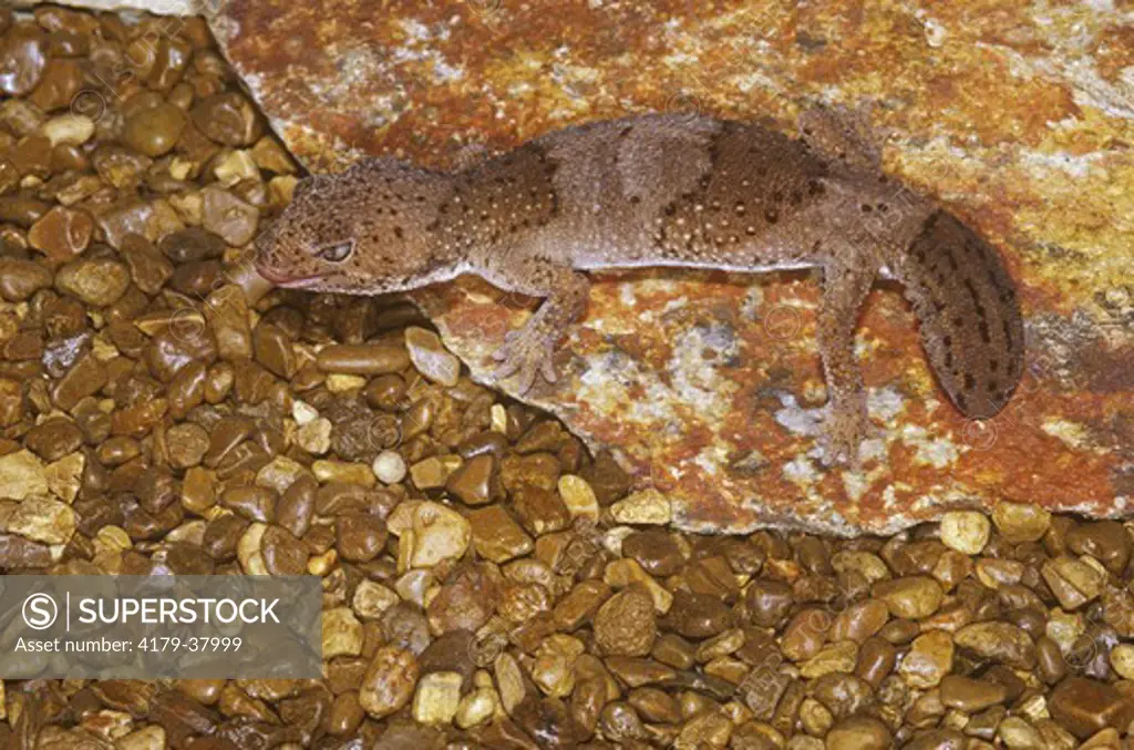 Taylor's Fat-tailed Gecko (Hemitheconyx taylori), NE Africa, Male