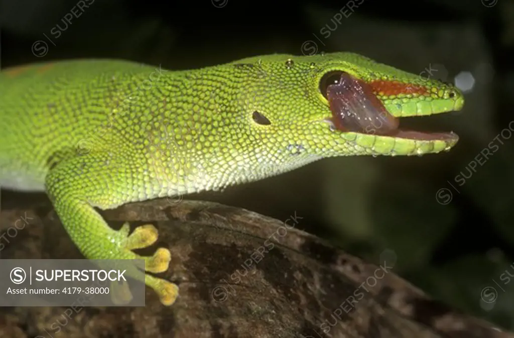 Giant Day Gecko (Phelsuma madagascariensis grandis) licking eye with tongue to clean it, largest day gecko, Northern Madagascar
